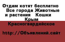 Отдам котят бесплатно  - Все города Животные и растения » Кошки   . Крым,Красногвардейское